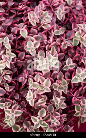 Crassula napi Variegata im September. Stockfoto