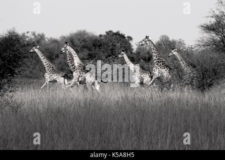 Schwarze und weiße Giraffen-herde über Grünland in der Limpopo Provinz, Südafrika Stockfoto