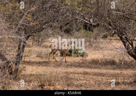 Weibliche Nyala zu Fuß durch Akazien in der Limpopo Provinz, Südafrika Stockfoto