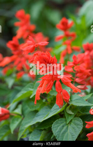 Salvia splendens Blumen. Stockfoto