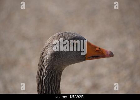 Vögel aus Slimbridge in Gloucester Stockfoto