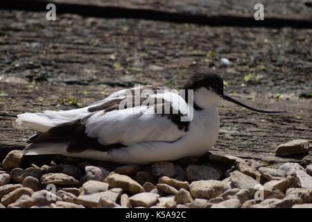 Vögel aus Slimbridge im Gloucester pied avocet Stockfoto