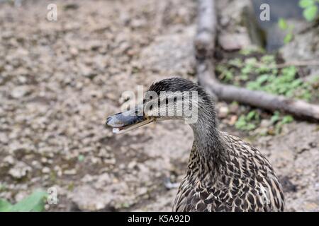 Vögel aus Slimbridge im Gloucester Enten Stockfoto