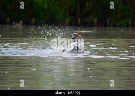 Vögel aus Slimbridge im Gloucester Enten Stockfoto