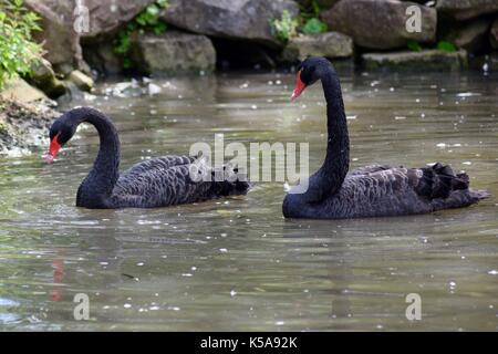 Vögel aus Slimbridge im Gloucester schwarze Schwäne Stockfoto