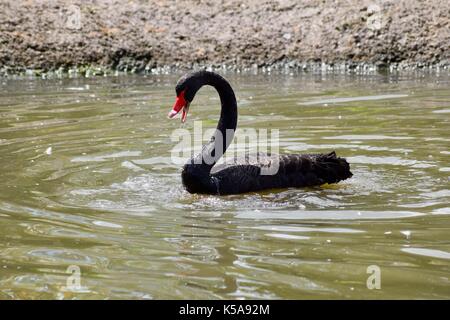 Vögel aus Slimbridge im Gloucester schwarze Schwäne Stockfoto