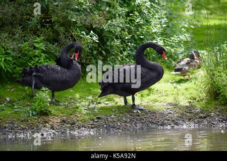 Vögel aus Slimbridge im Gloucester schwarze Schwäne Stockfoto