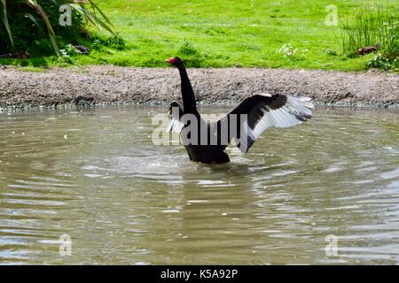 Vögel aus Slimbridge im Gloucester schwarze Schwäne Stockfoto