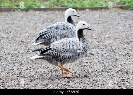 Vögel aus Slimbridge im Gloucester Gänse Stockfoto