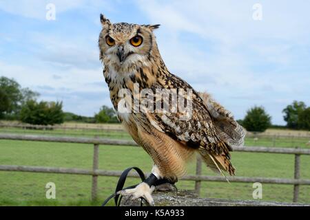 Bengalen Uhu saß auf dem Zaun Stockfoto