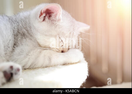 Schöne Kitten mit grau-weißen Haar auf den Schlaf Stockfoto