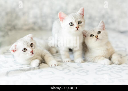 Drei Kätzchen auf Sofa Stockfoto