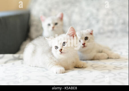 Drei Kätzchen auf Sofa Stockfoto