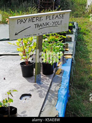 Eine Zahl Hier anmelden und Ehrlichkeit Box auf einem strassenrand Plant Sales in der Landschaft von Norfolk. Stockfoto