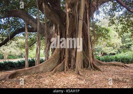 Große Moreton Bay Feigenbaum mit luftwurzeln an der Royal Botanic Gardens in Sydney, Australien. Stockfoto