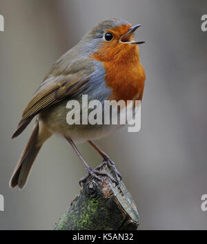 Robin Singen im Winter Stockfoto