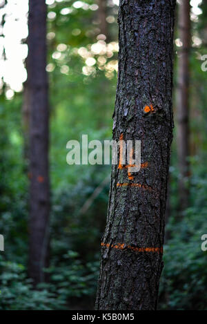 Waldland in Oxfordshire. Gemischte Bäume in wilde UK Lebensraum. Natürliche Umgebung. Stockfoto