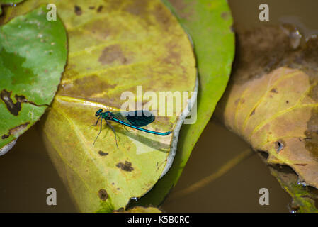 Libelle auf ein großes grünes Blatt Stockfoto
