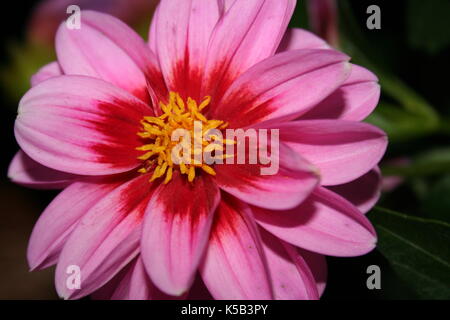 Blumen im Frühling Stockfoto