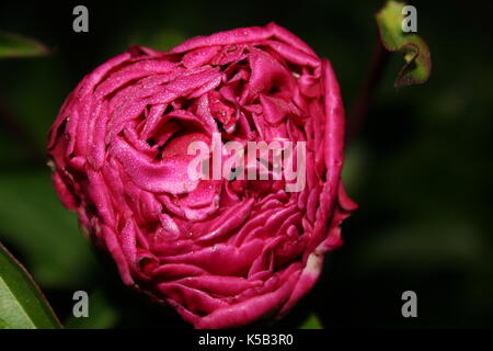 Blumen im Frühling Stockfoto