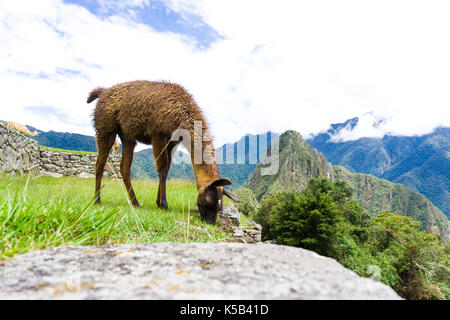 Braune Lama auf die Ruinen von Machu Picchu Cute verlorene Stadt in Peru Stockfoto