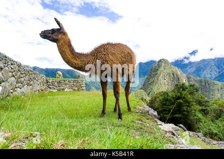 Braune Lama auf die Ruinen von Machu Picchu Cute verlorene Stadt in Peru Stockfoto