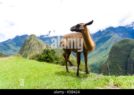 Braune Lama auf die Ruinen von Machu Picchu Cute verlorene Stadt in Peru Stockfoto