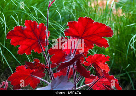 Alum Root Heuchera „Blondie“ Coral Bells Heuchera Little Cutie Serie Red Leaves Heuchera June Laub Dekorative Red Heuchera Leaves Green Grass Back Stockfoto