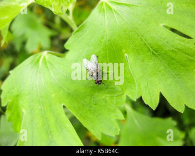 Auf ein Blatt eines Gras im Garten fliegen. Frühling Fotos von Insekten. Stockfoto