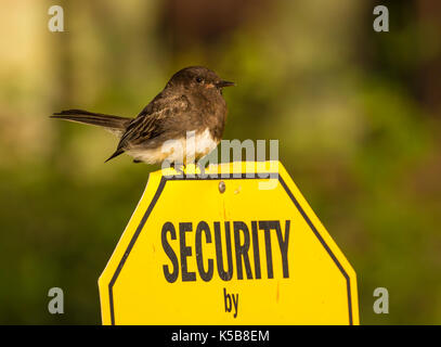 Kleine Security Guard Stockfoto