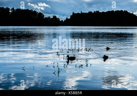 Silhouette von Enten schwimmen in einem ruhigen See Stockfoto