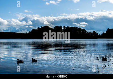 Silhouette von Enten schwimmen in einem ruhigen See Stockfoto