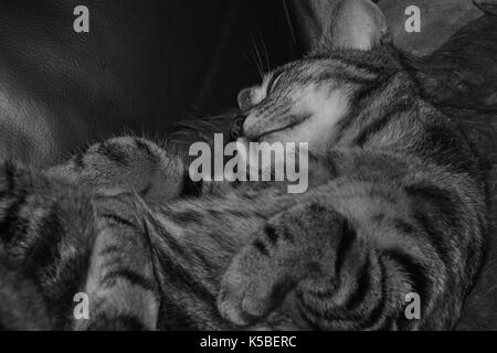 Weibliche tabby Katze schläft auf einem Sofa in Schwarz und Weiß Stockfoto