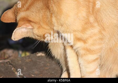 Ginger tabby pflegen sich draußen im Sonnenlicht Stockfoto
