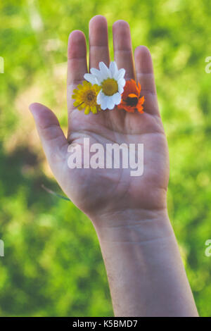 Nahaufnahme einer Hand, die drei Blumen Stockfoto