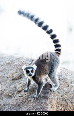 Ring-tailed Lemur, Lemur catta, Anja Gemeinschaft finden, Madagaskar Stockfoto