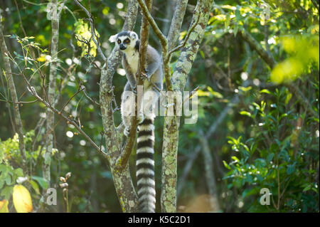 Ring-tailed Lemur, Lemur catta, Anja Gemeinschaft finden, Madagaskar Stockfoto