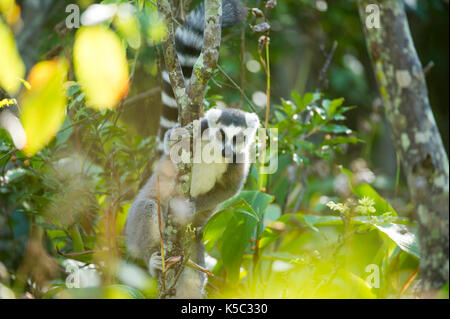 Ring-tailed Lemur, Lemur catta, Anja Gemeinschaft finden, Madagaskar Stockfoto