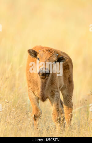 Kalb Bison (Bison bison), westlichen Nordamerika Stockfoto