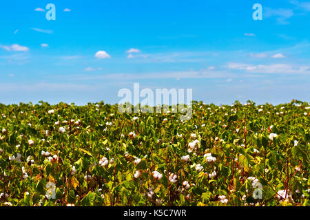 Cotton Field Stockfoto