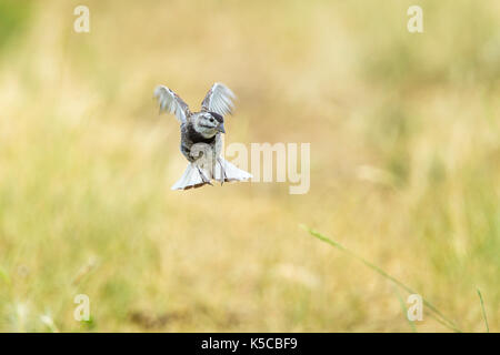 McCown des Longspur mccownii Calcarius Pawnee National Grassland, Colorado, United States 6 Juli 2017 erwachsenen Männchen im Flug mit schwanz Muster. Stockfoto