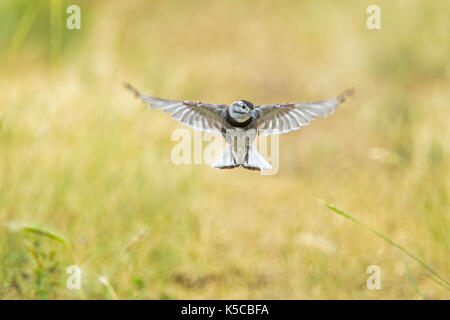 McCown des Longspur mccownii Calcarius Pawnee National Grassland, Colorado, United States 6 Juli 2017 erwachsenen Männchen im Flug mit schwanz Muster. Stockfoto