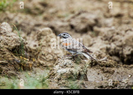 McCown des Longspur mccownii Calcarius Pawnee National Grassland, Colorado, United States 6 Juli 2017 erwachsenen männlichen zeigen Schwanz Muster. Calcariid Stockfoto