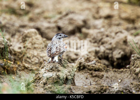 McCown des Longspur mccownii Calcarius Pawnee National Grassland, Colorado, United States 6 Juli 2017 erwachsenen männlichen zeigen Schwanz Muster. Calcariid Stockfoto