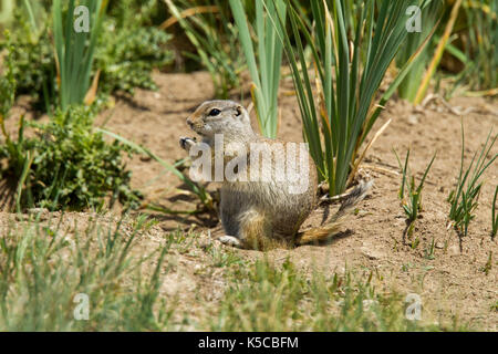 Wyoming Erdhörnchen Urocitellus elegans Arapaho National Wildlife Refuge, Colorado, United States vom 8. Juli 2017 nach Sciuridae Form Stockfoto