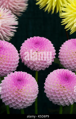 Dahlie 'Westernton ella Grace' Blumen im RHS Wisley flower show, Surrey, England Stockfoto