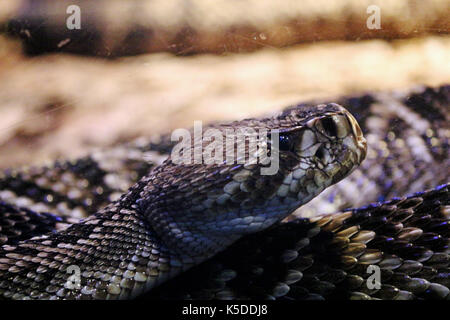 Ein Porträt / Gesicht Schoß einer Östlichen Diamondback Rattlesnake von Nordamerika Stockfoto