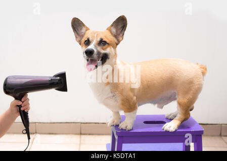 Frau, die das Haar trocken Trocknen nasser Hund Stockfoto