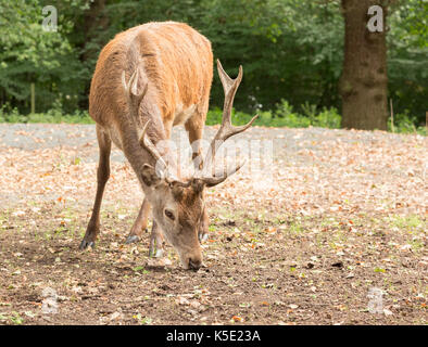 Red Deer suchen nach eicheln im typisch britischen Woodland Stockfoto