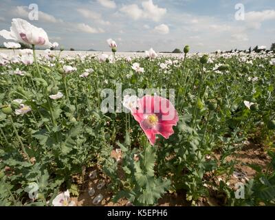 Weiß Mohnblüte in die Blüte, einige grüne poppy Köpfe. Mit green poppy Köpfe im Hintergrund abgelegt. Papaver somniferum ist die Art der Mohn von Wh Stockfoto